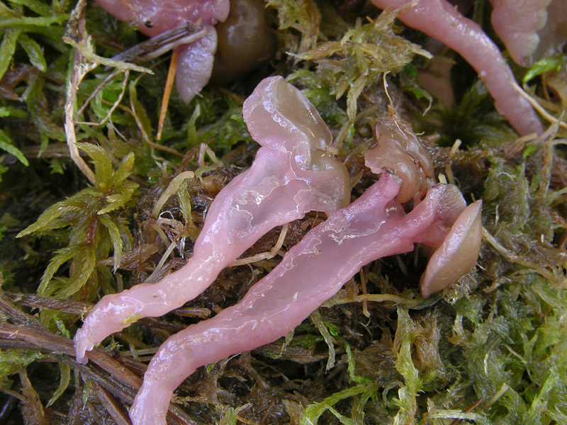 Ascocoryne turficola (Boud.) Korf